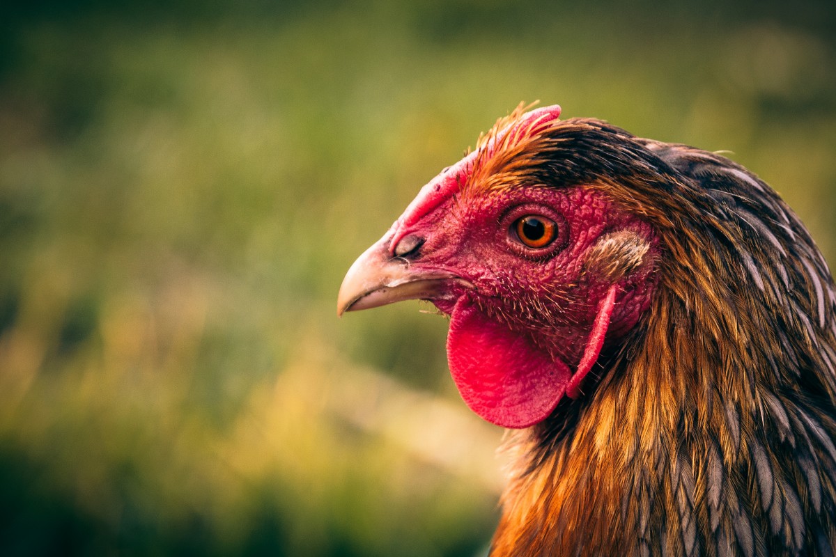 Rhode Island Lawmakers Pass Battery Cage Ban