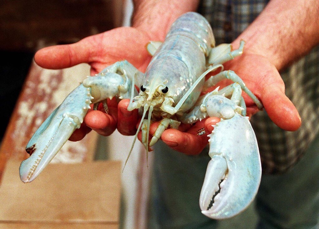 Image of Cotton-Candy-Colored Lobster Goes Viralâ€”Hopefully, It Wakes People Up