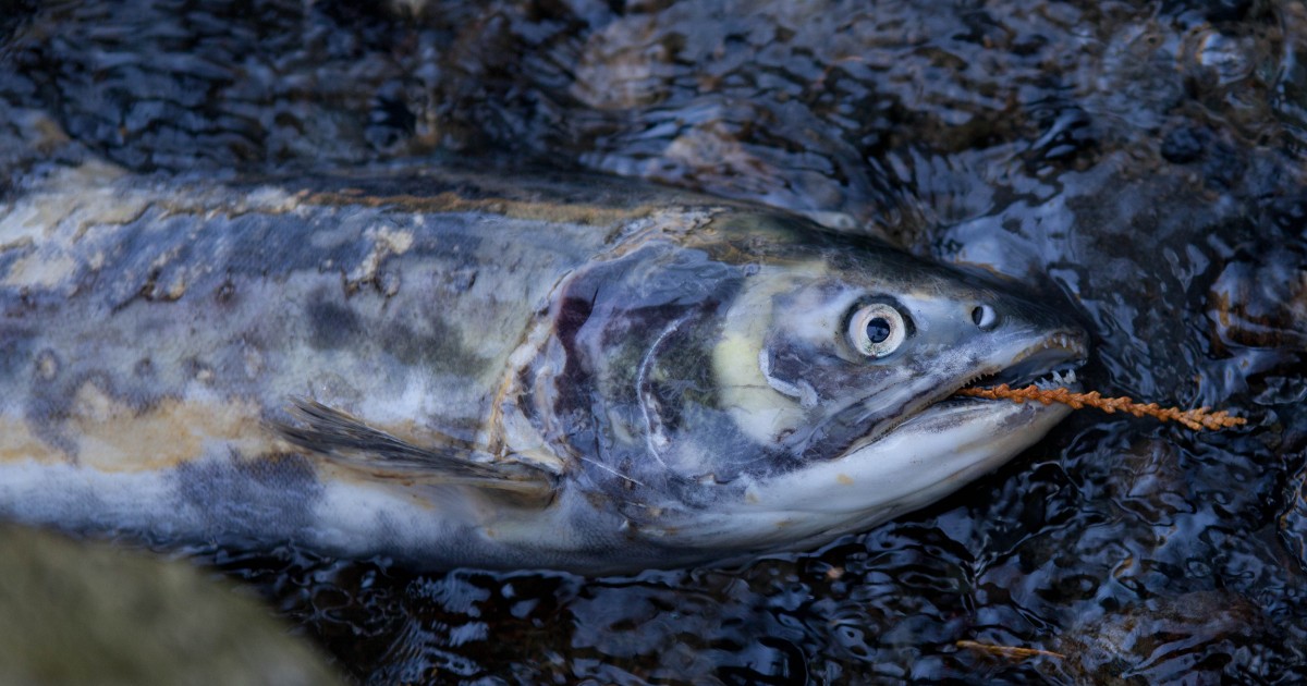 Autoridades chilenas piden que granja pesquera cese operaciones por riesgo de salubridad