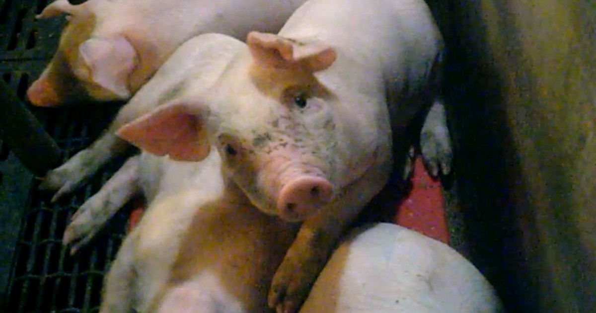 InvestigaciÃ³n encubierta revela extrema crueldad en granja proveedora de cerdos de JBS en EE. UU.
