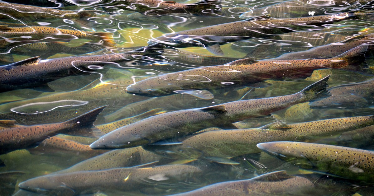 Â¡800,000 salmones escaparon de una granja pesquera industrial!