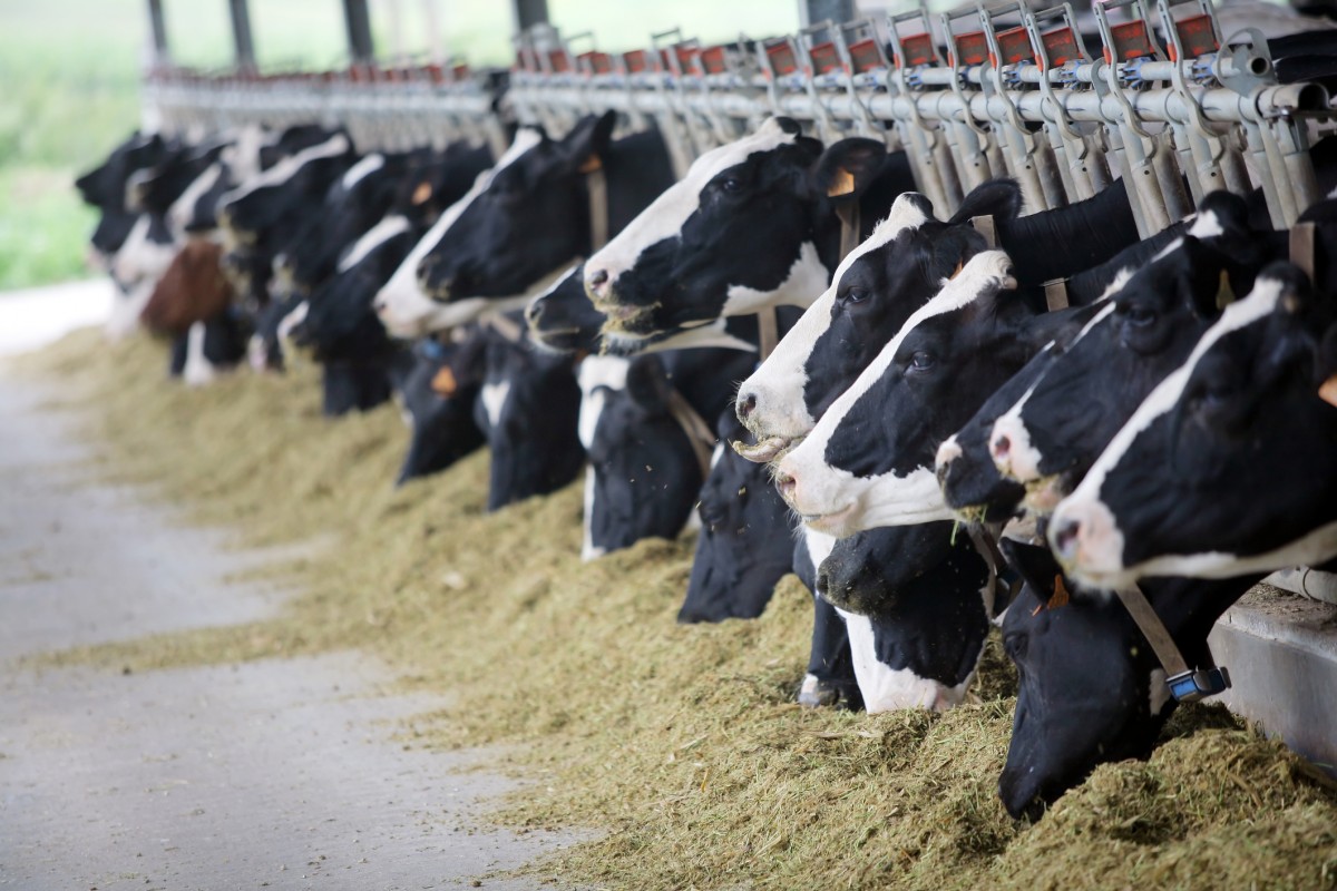 Over 300 Dairy Farms Have Closed in Wisconsin