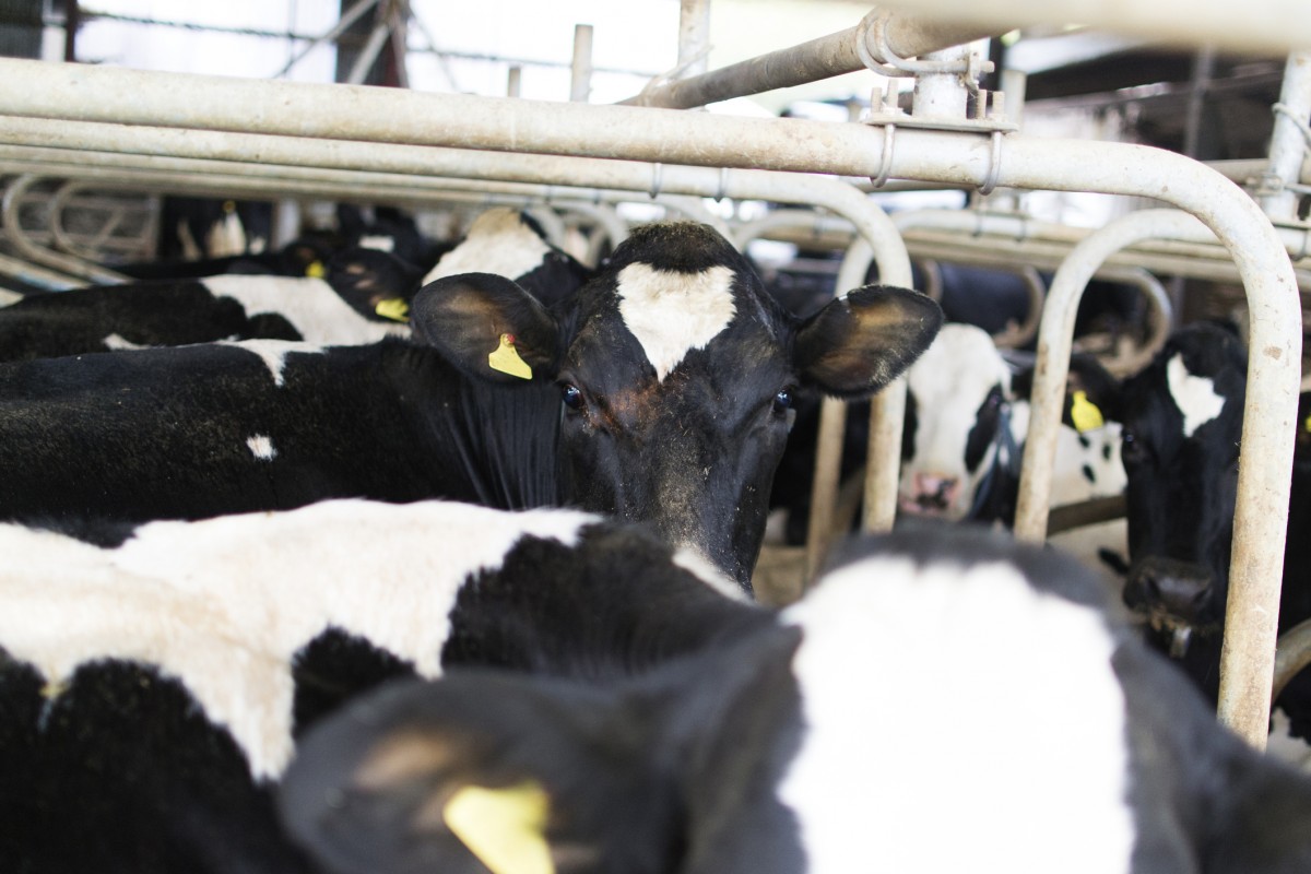 Meat and Dairy Industries Expected to Surpass Oil Industry as Worldâ€™s Largest Polluters