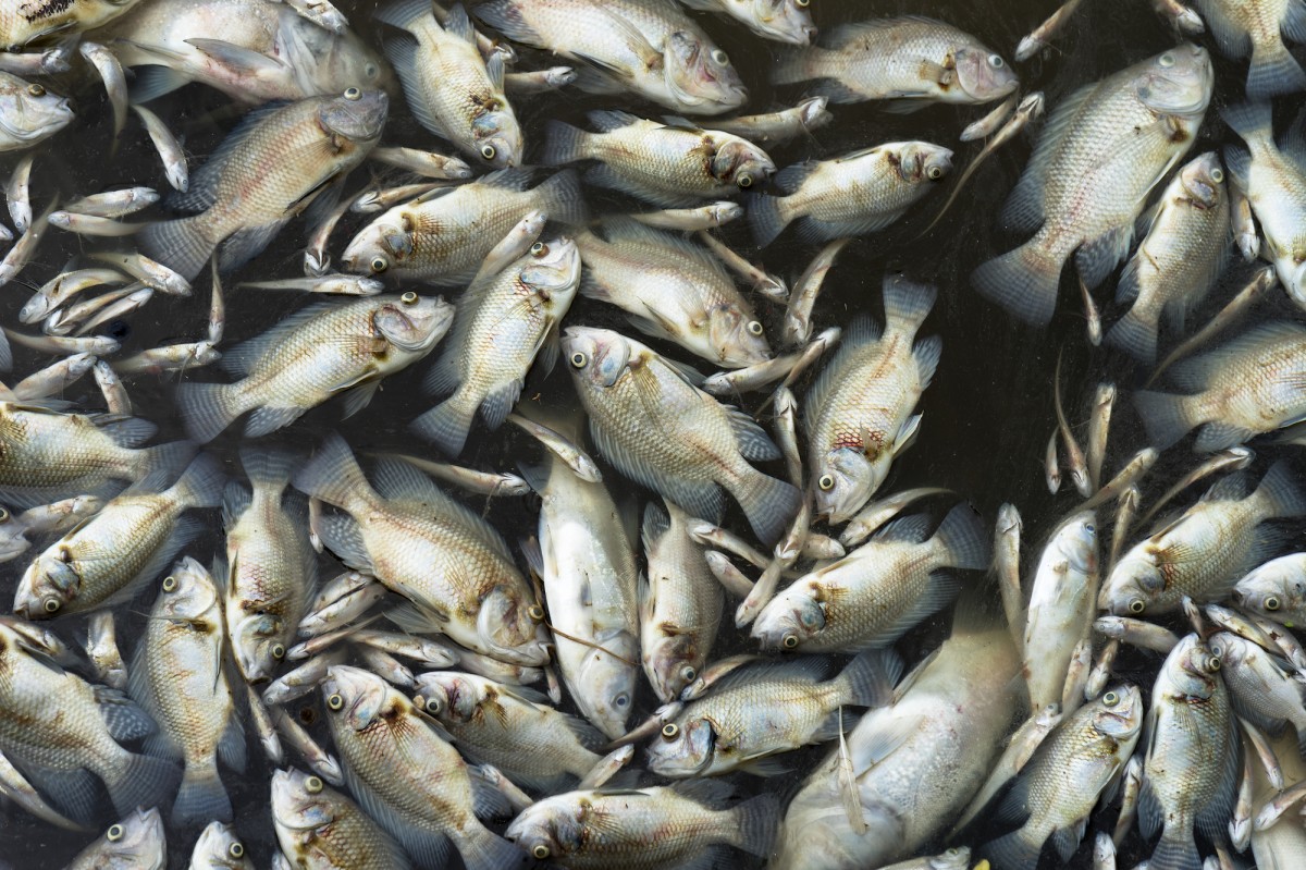 New Report Reveals 70 Percent of Fish Slaughterhouses Violate Environmental Regulations