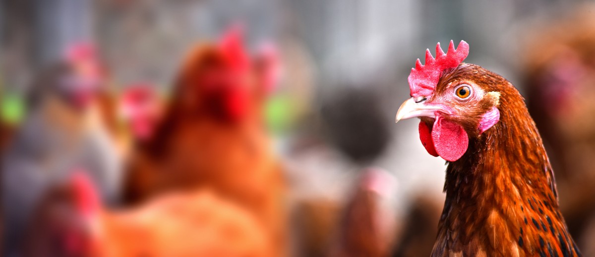 Progress! Rhode Island Becomes Latest State to Ban Battery Cages