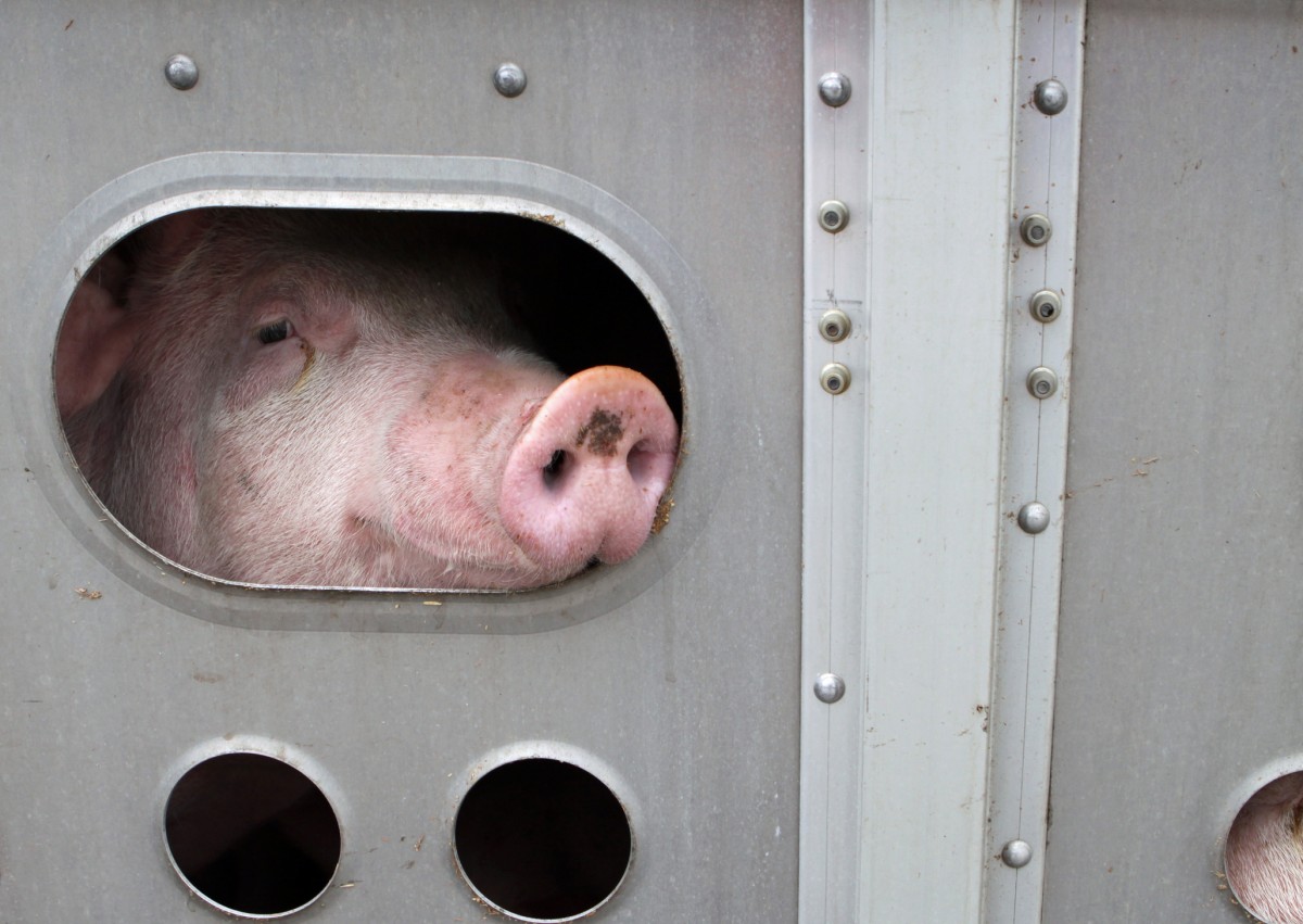 Soul Crushing! Viral Video Shows Activist Singing Lullaby to Pig on Way to Slaughter