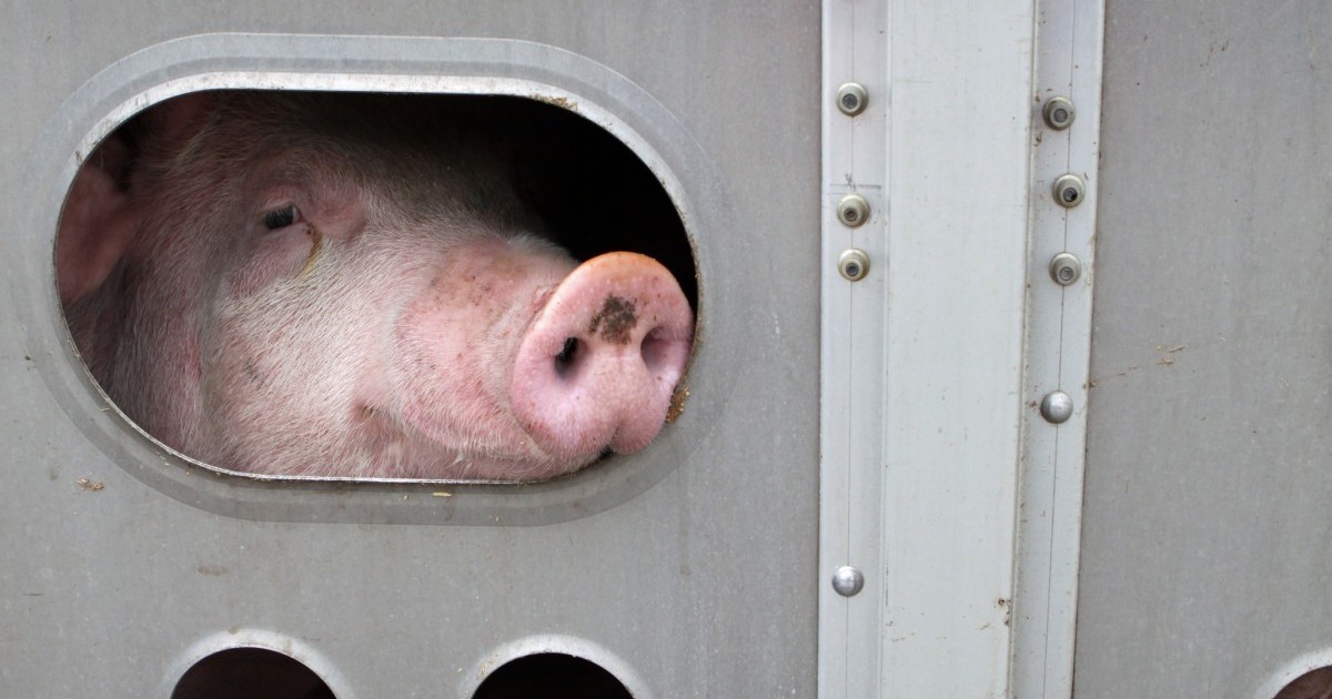 Devastador! Em vÃ­deo viral, ativista canta canÃ§Ã£o de ninar para porco transportado para abatedouro