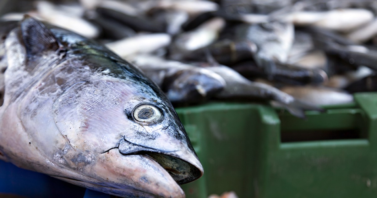 Crueldad y muerte en la industria pesquera