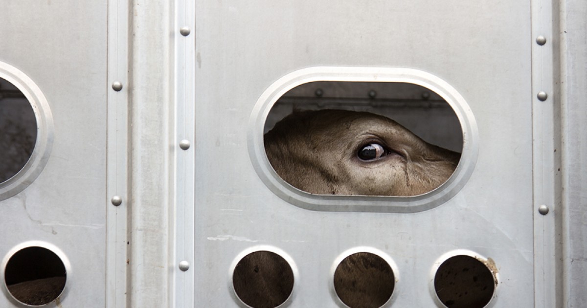 El transporte de animales: una cruel realidad que pasa desapercibida