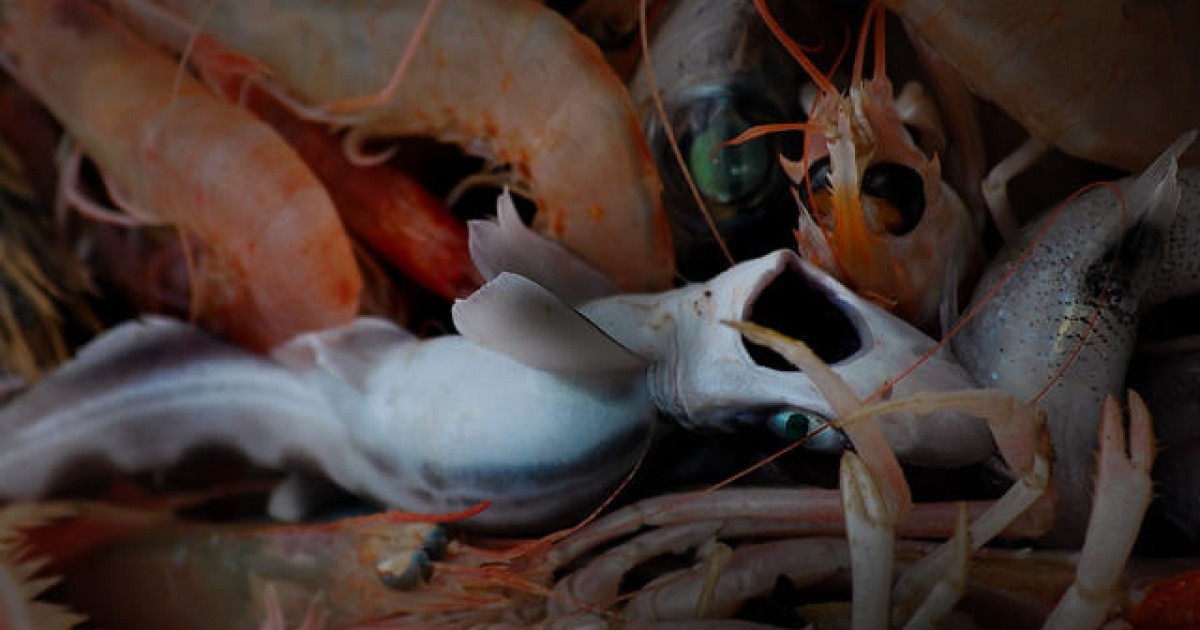 Nuevo video encubierto expone una terrible crueldad contra los animales en el mar MediterrÃ¡neo