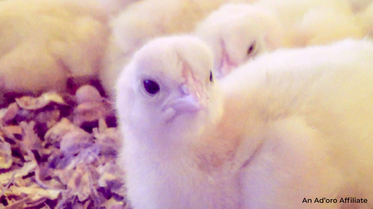 New Undercover Footage Reveals Chicks Smashed Against Equipment in Brazilâ€™s Chicken Industry