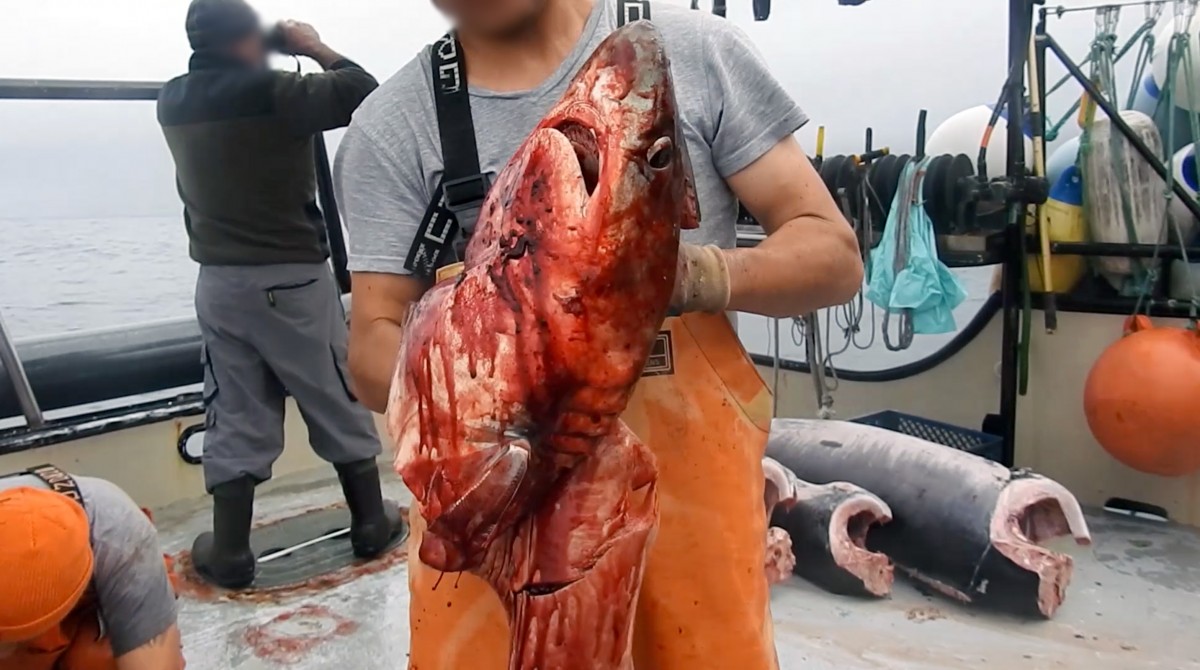 14 Pieces of Photographic Evidence That Prove Eating Fish Is Cruel