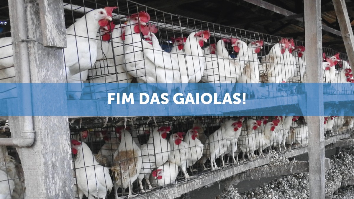 HistÃ³rico: Carrefour se compromete a banir o uso de gaiolas em sua cadeia de suprimentos de ovos