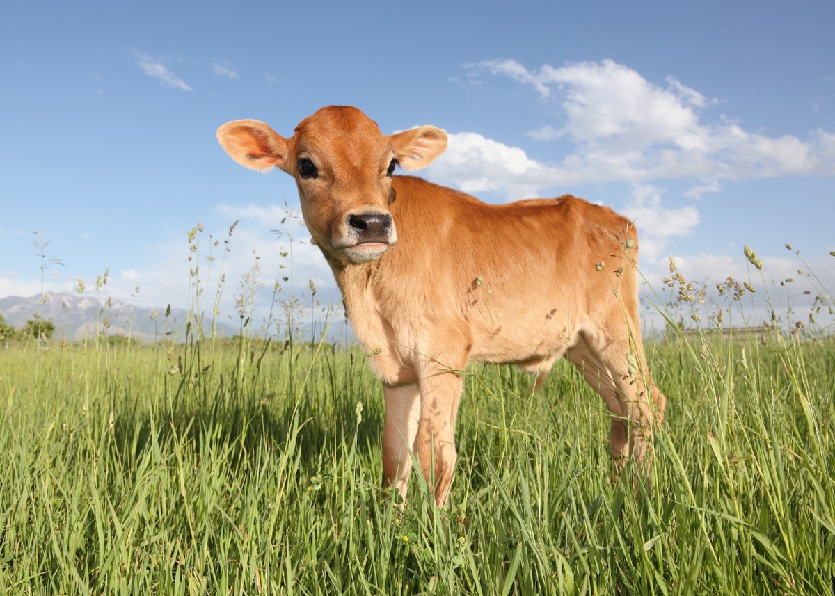 STUDY: Seeing Images of Baby Animals Reduces People's Appetite for Meat
