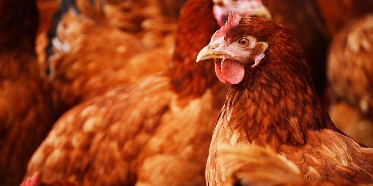 History in the Making: Brazilâ€™s Biggest Supermarket Chain Just Committed to Banning Cruel Cages