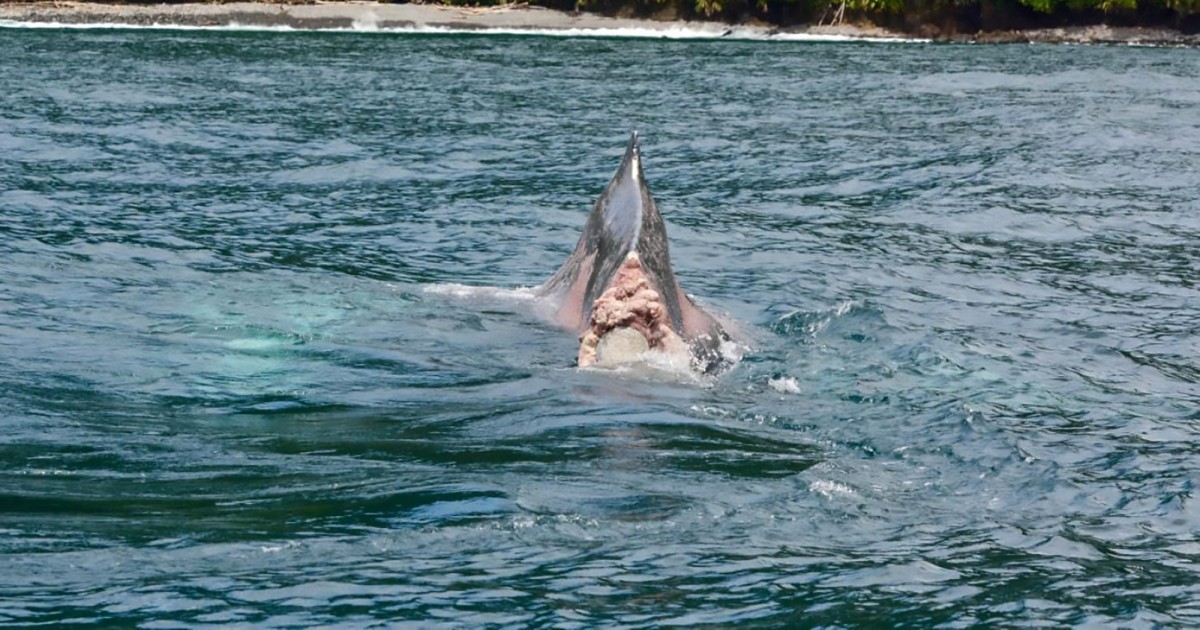 Video viral muestra a una ballena que perdiÃ³ la cola en una red de pesca abandonada