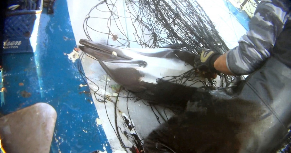 Los popotes no son el problema, 46% del plÃ¡stico en el mar viene de redes de pesca