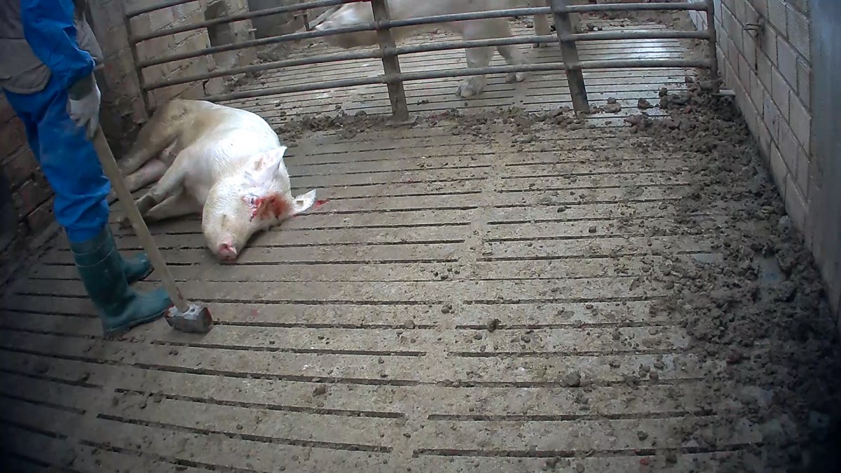 Undercover Investigation Into Italyâ€™s Parma Ham Found Pigs Killed With Sledgehammers