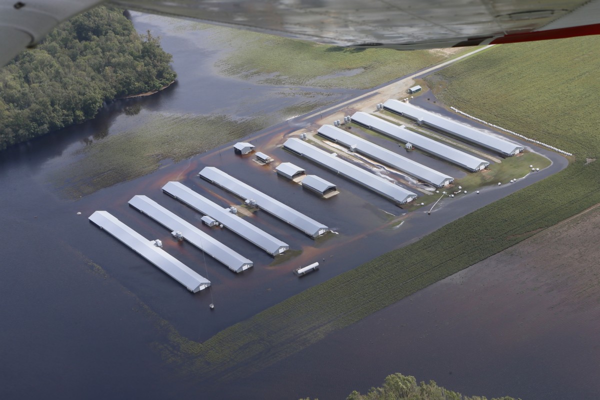 Farmers Leave 3.4 Million Chickens, 5,500 Pigs to Drown or Starve During Hurricane Florence