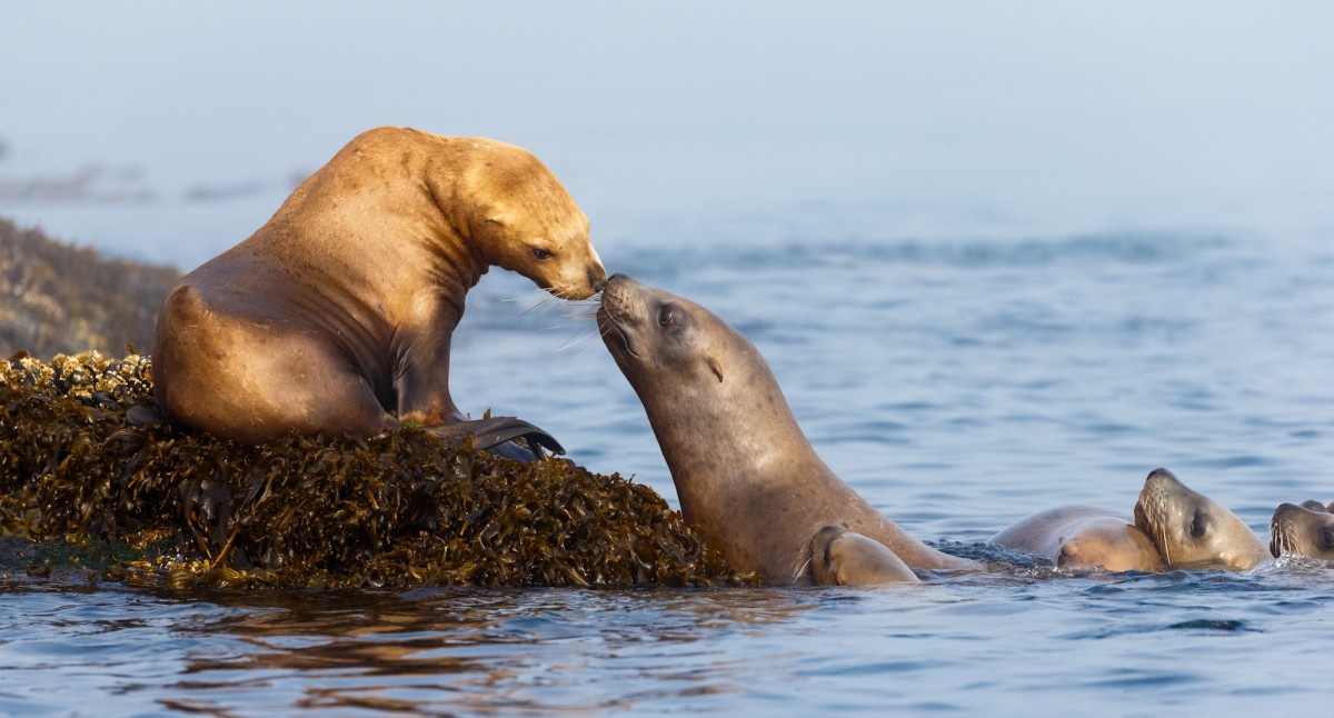 Fishermen Want to Shoot and Kill Sea Lions Because They Eat Fish