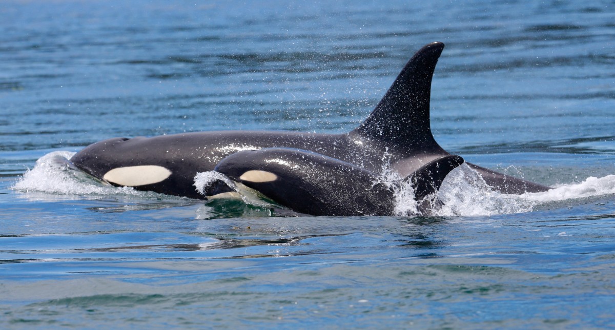 TRAGIC: Orcas Have No Food Due to Overfishing