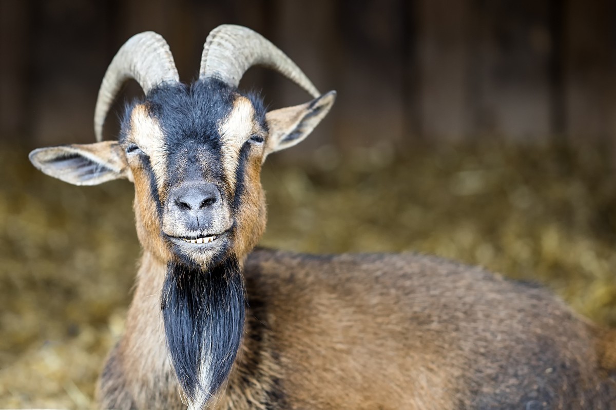 Goats Prefer People Who Smile, New Study Shows