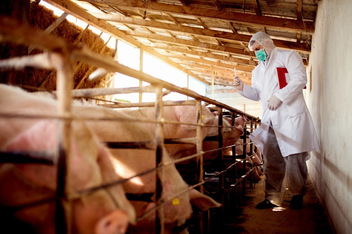 Swine Fever Hits Japan, Prompting Nationwide Export Ban