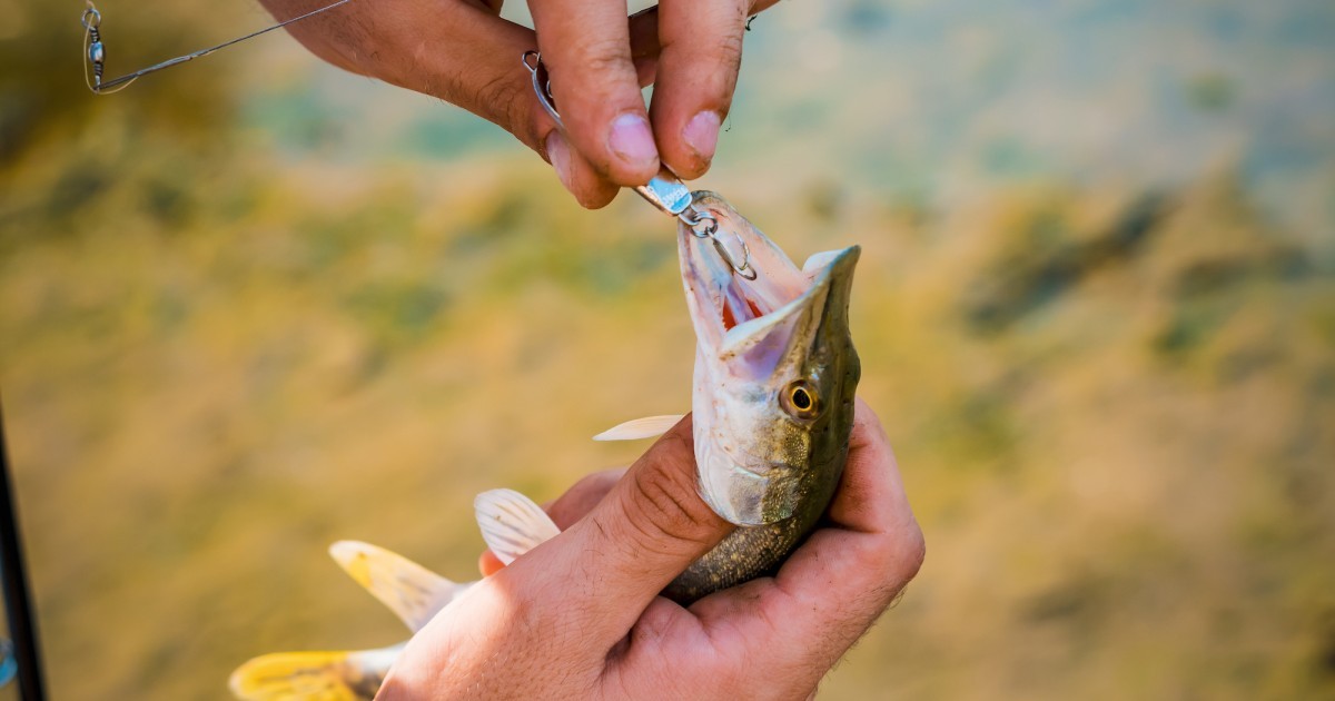 Lesiones causadas por anzuelos para pescar, lo que debes saber