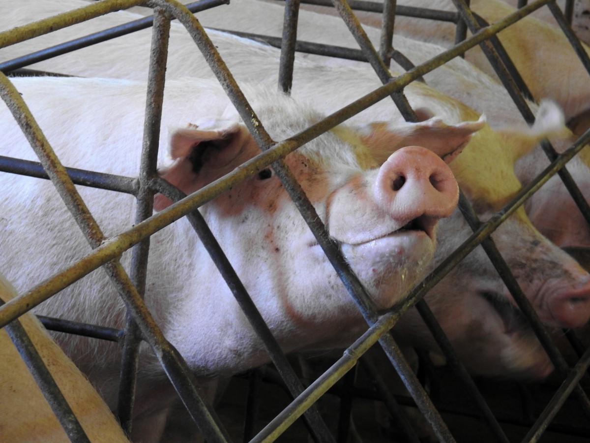 Mother Pigs Dying in Record Numbers Because Their Uteri Are Falling Out