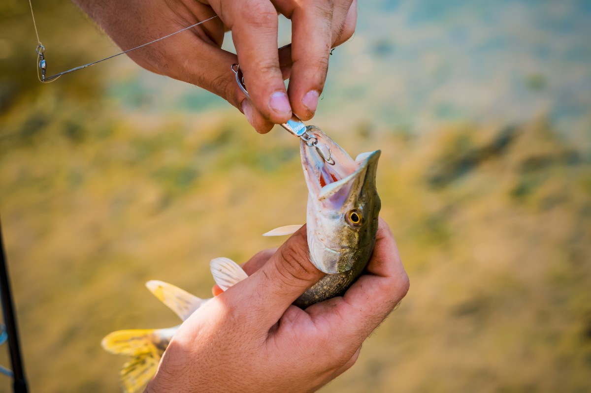 STUDY: Fish Struggle to Eat After Catch and Release