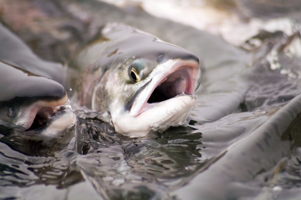 Fish Are Among the Most Abused Animals on the Planet. Hereâ€™s How You Can Help Them.