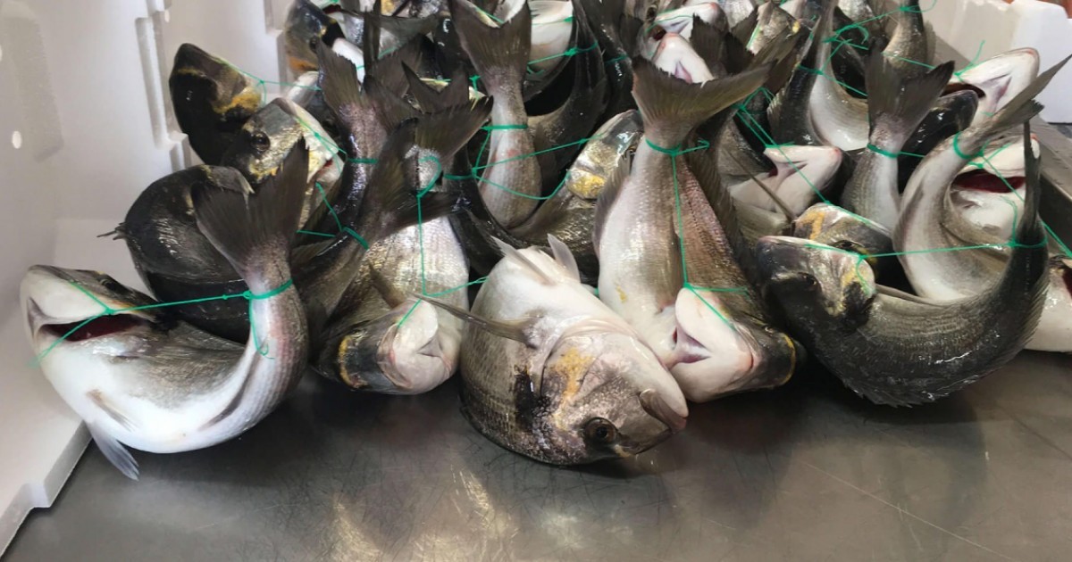 Grupo italiano por los derechos de los animales muestra a peces asfixiÃ¡ndose en granjas industriales