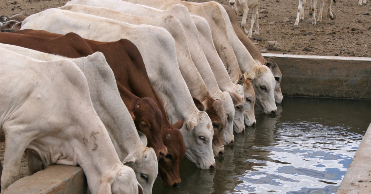 La explotaciÃ³n industrial de animales estÃ¡ acabando con el agua