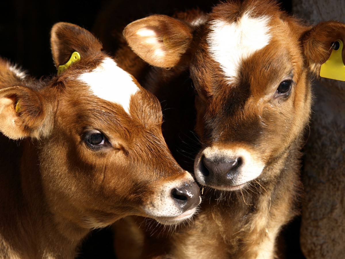 Victory! CA Voters Just Made History for Farmed Animals