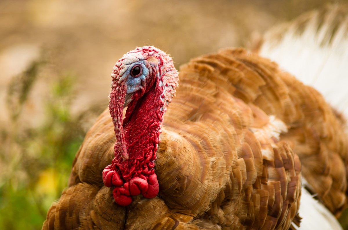 No, I Will Not Eat Turkey This Thanksgiving. Please Stop Asking.