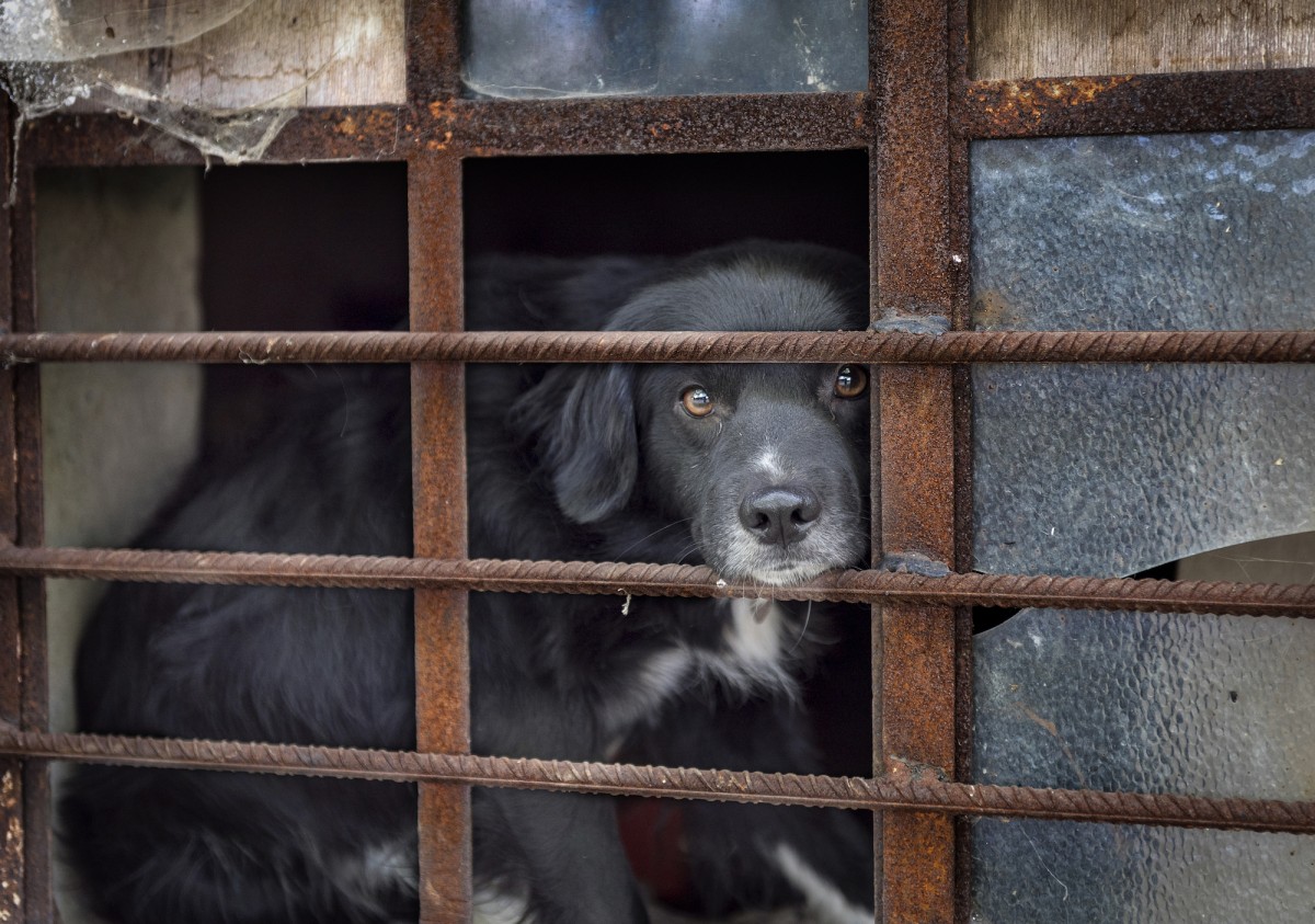 OPINION: Closing a Dog Slaughterhouse Is Great Newsâ€¦ Now What About ALL Slaughterhouses?
