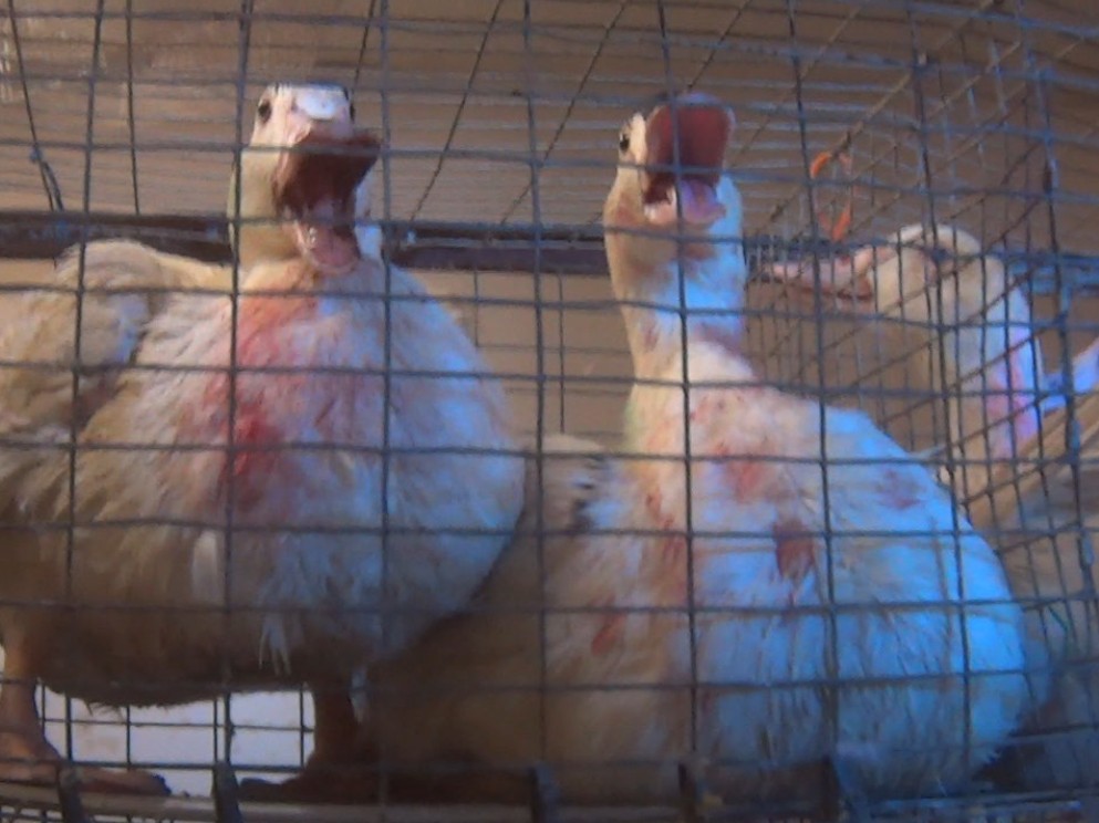 New Video Footage Exposes Horrifying Animal Cruelty at French Foie Gras Farm
