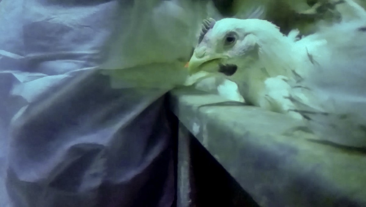 New Undercover Investigation Finds Chicken Abuse at Maryland Slaughterhouse