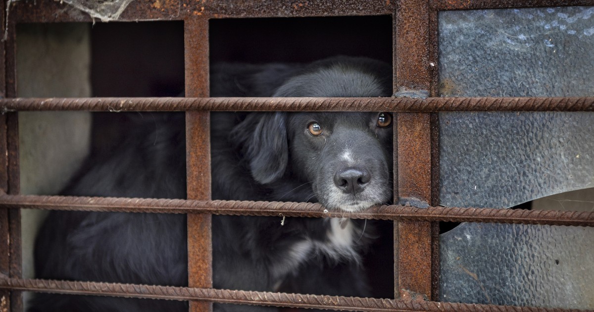 OPINIÃ“N: el cierre de este matadero de perros es una gran noticia, Â¿pero quÃ© hay del resto?
