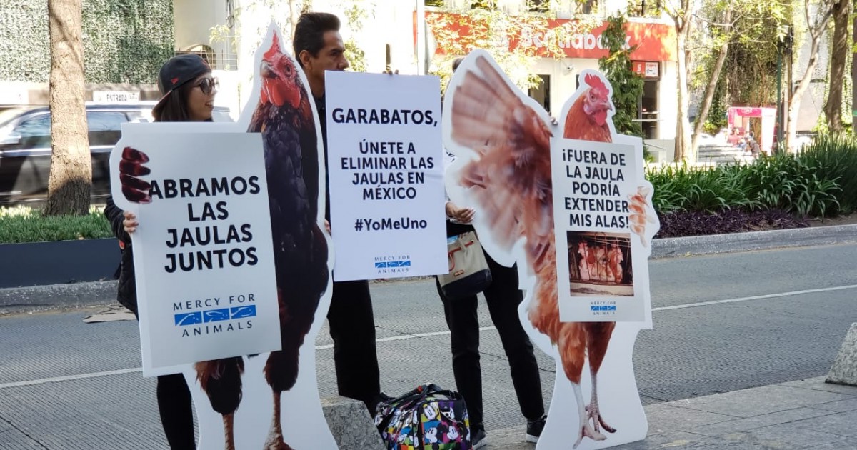 MFA le pide a Garabatos que se una al movimiento para eliminar las jaulas en MÃ©xico