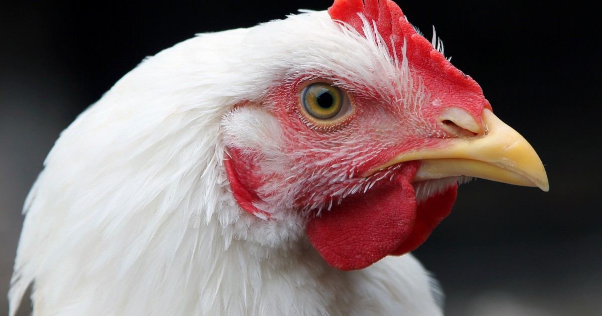 Marriott dejarÃ¡ de comprar huevos de gallinas enjauladas