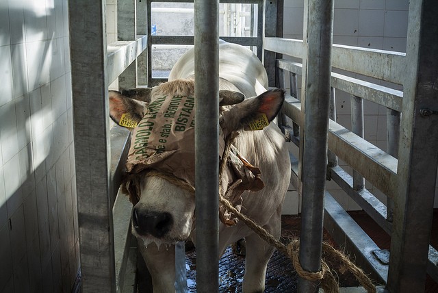 Heartbreaking Undercover Footage of Italyâ€™s Cow Slaughterhouses Will Make You Sob