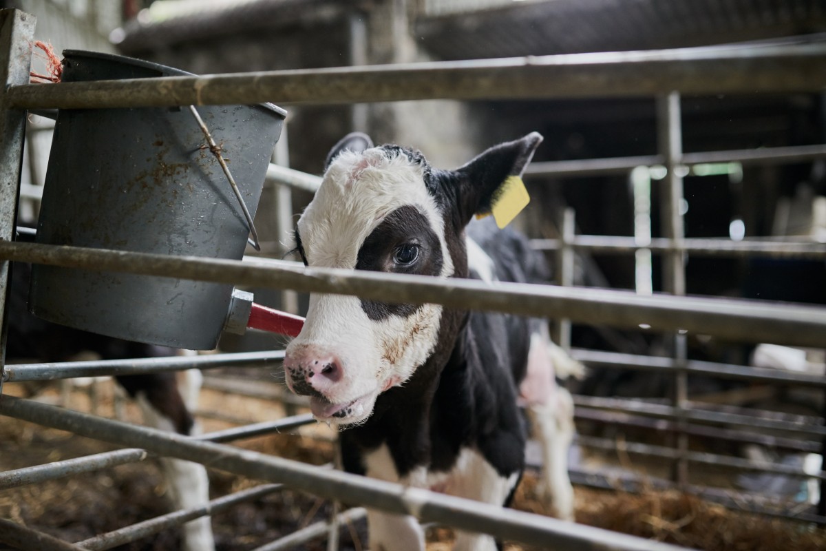 Victory! Idaho to Pay 0K in Fees to Animal Rights Groups