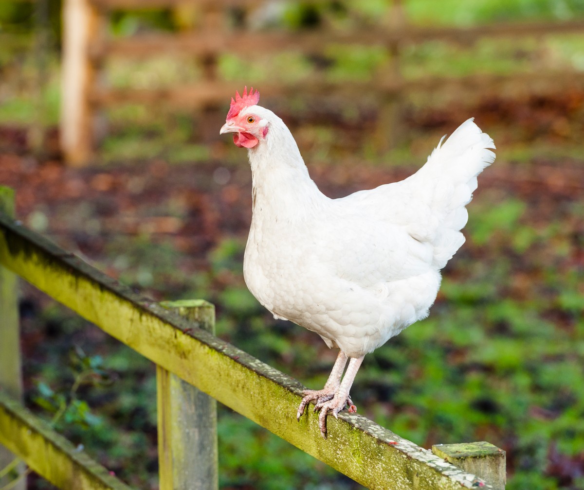 Progress for Hens! Marriott Commits to Banning Cruel Battery Cages Globally