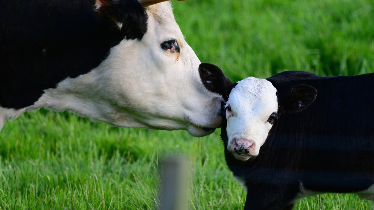 Cows Can Be Optimistic or Pessimistic. Hereâ€™s Why That Matters.