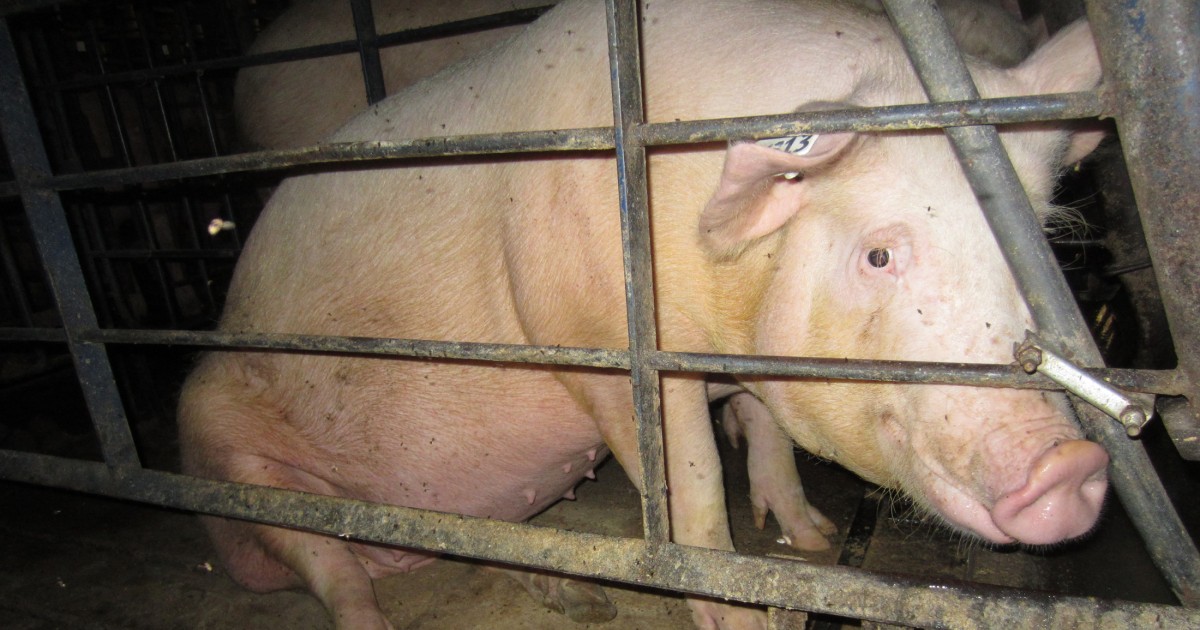Granja industrial de cerdos contamina reservas naturales en YucatÃ¡n