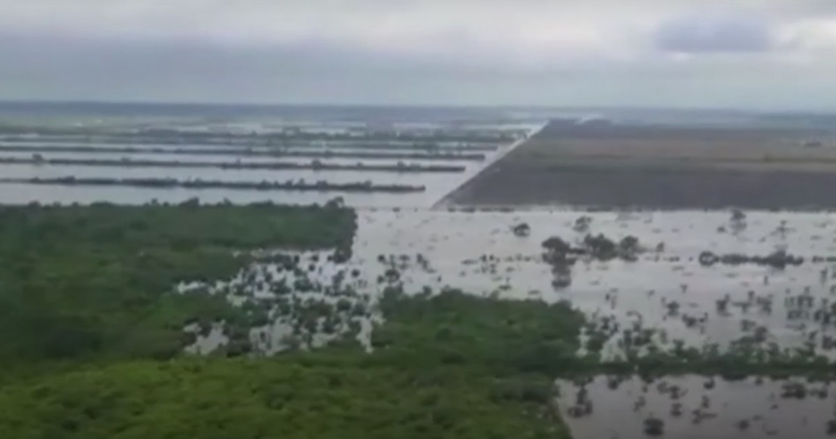 Un grupo de vacas son arrastradas a causa de las inundaciones en Argentina