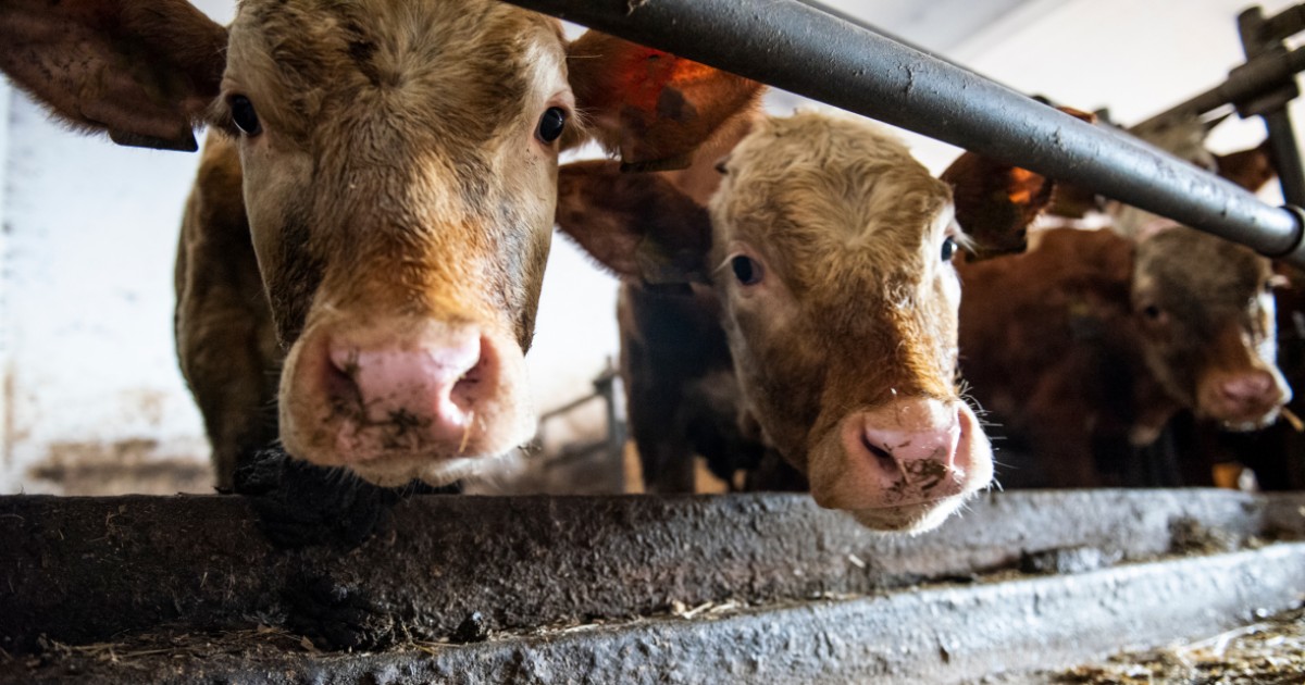 Peor que una pelÃ­cula de terror: la industria de la carne perfora agujeros en las vacas