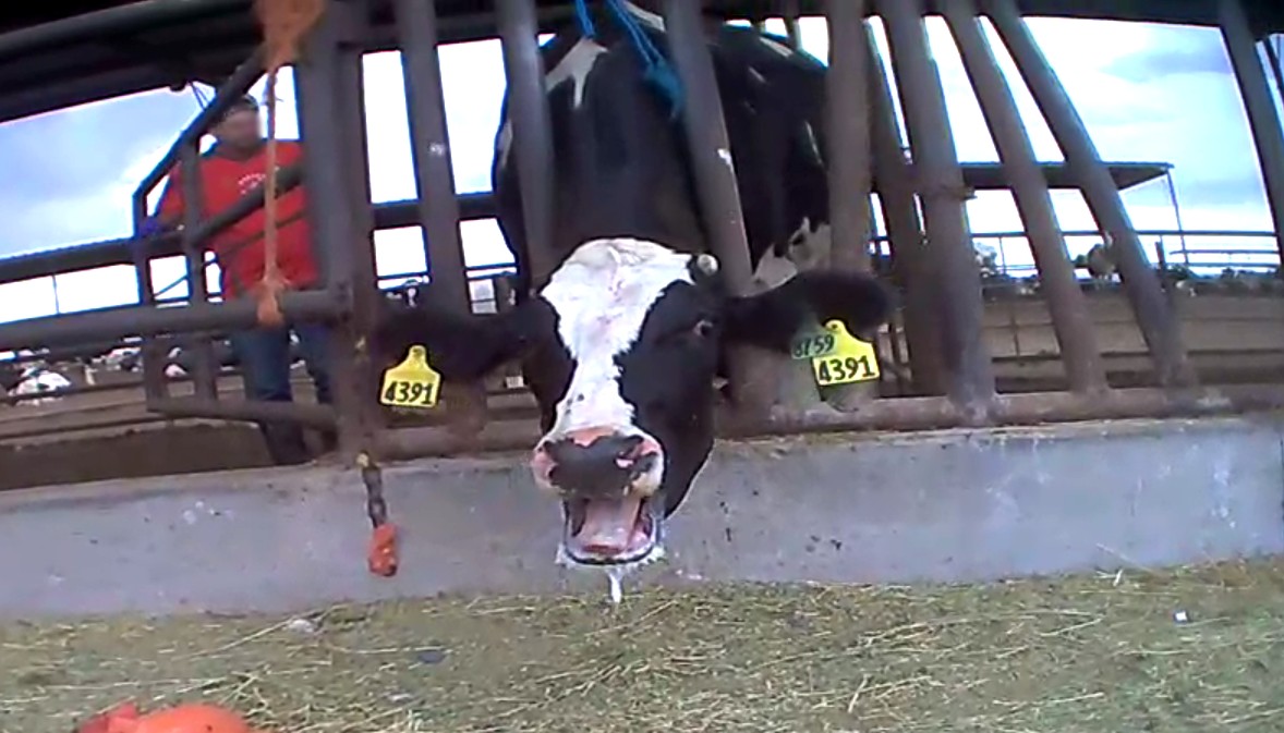 New Jersey Looks to Ban Slaughter of Pregnant Animals