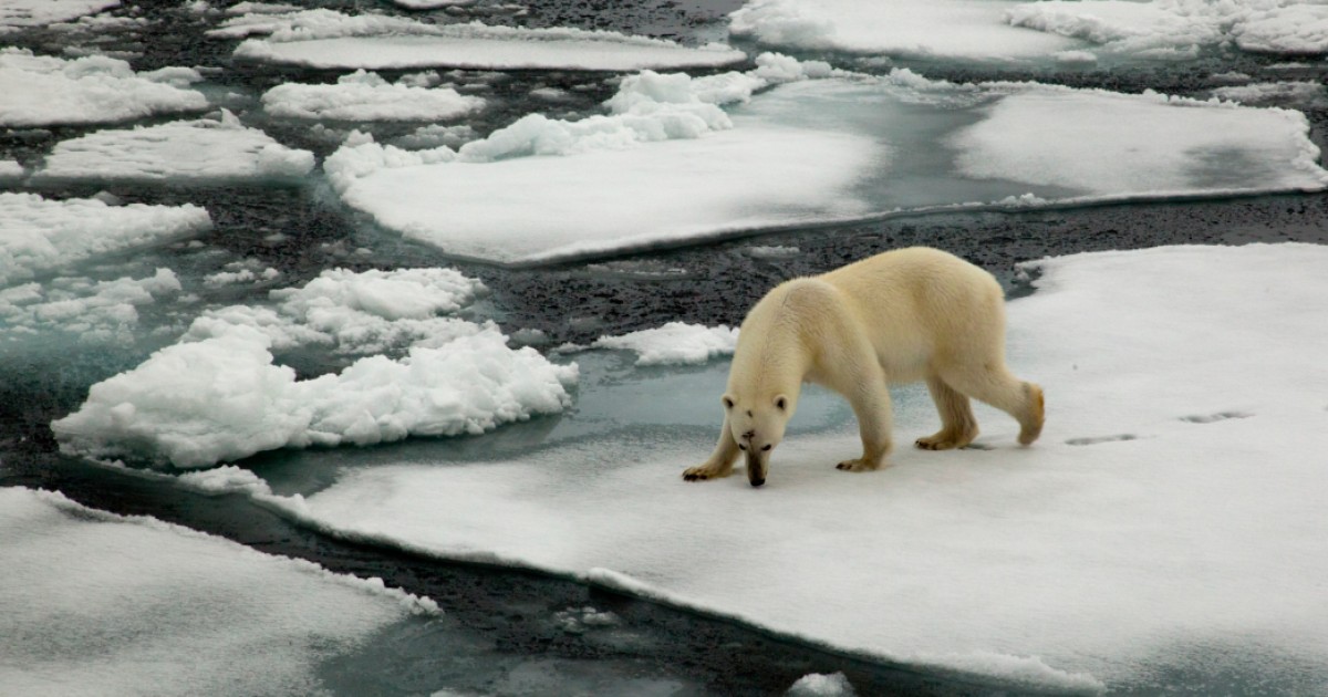 El calentamiento global obliga a osos polares a invadir un poblado en Rusia